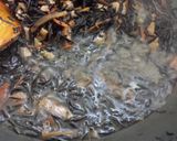 ひじきの煮物♪作り方9写真