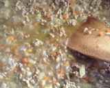 じゃがいもとキーマカレーのグラタン作り方5写真