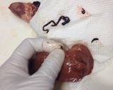 簡単！肉屋さんの鶏レバーさばき方作り方3写真