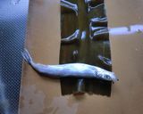丸ごと尾頭付き♪ししゃもの昆布巻き作り方3写真