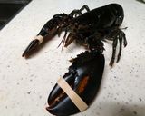 活けオマール海老のサラダ (＋解体法)作り方1写真
