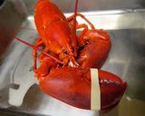 活けオマール海老のサラダ (＋解体法)作り方4写真