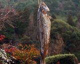 燻製器で作る☆新巻鮭でスモークサーモン！作り方6写真