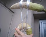 大根2本のお手軽たくあん作り方3写真