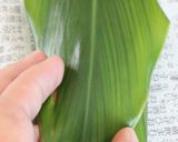 簡単☆ムーチー作り方10写真
