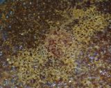 職人直伝！スタミナにんにくステーキソース作り方8写真