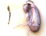 初めてでも失敗無し！いかのさばき方作り方7写真