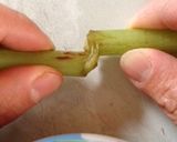 一瞬！！簡単にふきの皮むき♪作り方2写真