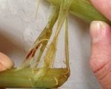 一瞬！！簡単にふきの皮むき♪作り方3写真