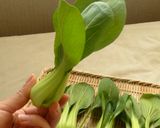 ミニチンゲン菜のひとくちシュウマイ作り方1写真