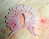 クジャクの飾り切り作り方6写真