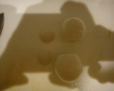 雪だるま　簡単キャラ弁　可愛いうずらの卵作り方1写真