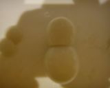 雪だるま　簡単キャラ弁　可愛いうずらの卵作り方2写真