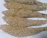 メヒカリ (アオメエソ) の胡麻揚げ♪作り方4写真