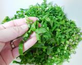 色鮮やか！日の菜の梅酢漬け　どすぇ作り方4写真