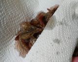 おつまみに♥ガスエビのから揚げ♥作り方4写真