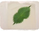 豆腐♡春巻き♬*゜作り方1写真