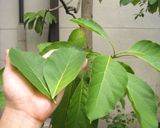 ハ茶芽茶作り方1写真