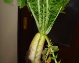 栄養価抜群！！大根葉佃煮（*^_^*）作り方1写真