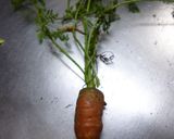 にんじんの葉のおひたし作り方2写真