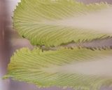タケノコ白菜と大判あげの巻煮作り方1写真
