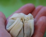 ◎まんまる餃子◎作り方6写真