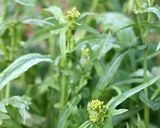 菜の花と鶏肉の味噌バターコーン炒め作り方6写真