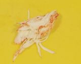 カニカマ和風オムレット作り方2写真