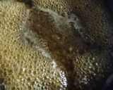 塩麹とジャムの鶏もも肉の柔らか煮作り方3写真