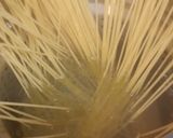 ピスタチオのパスタ作り方4写真