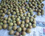 素朴な味　自家製梅干作り方2写真