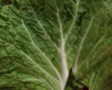 ルクエ☆ロール白菜inサーモン〜作り方1写真