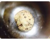 簡単◆スコーン作り方6写真