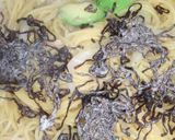 アボカドとツナの和風パスタ作り方8写真