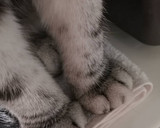 カリフラワーとソーセージのマスタード炒め作り方10写真