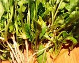 夢色むすめの手間ひまψ根っこクレソン作り方1写真