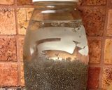 チアシードChia Seed の 使い方作り方4写真