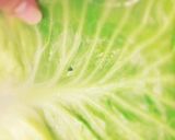 和風キャベツロール作り方19写真