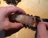 伊勢エビの刺身作り方5写真