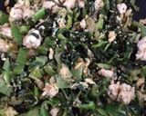 高菜炒め♪作り方1写真