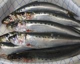 骨まで食べちゃう☆イワシの生姜煮作り方1写真