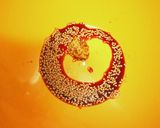 菜の花の洋風マスタード和え作り方1写真