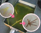 カリカリ魚肉フランク　ロールパン♪作り方3写真