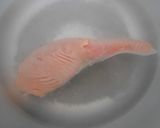 鮭と白菜と卵入り味噌煮込みうどん作り方3写真