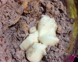 リンゴ&クリームチーズ・チョコケーキ作り方3写真