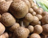 ジンジャー鶏鍋。作り方3写真