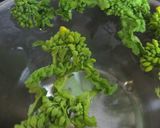 春ですね♪　菜の花の辛し和え♪作り方1写真