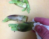 ちょっとだけ、たらの芽の天ぷら作り方1写真
