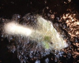 ちょっとだけ、たらの芽の天ぷら作り方10写真