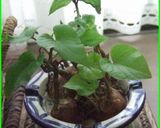 薩摩芋の新芽天婦羅作り方1写真